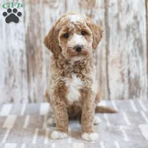 Hector, Mini Labradoodle Puppy